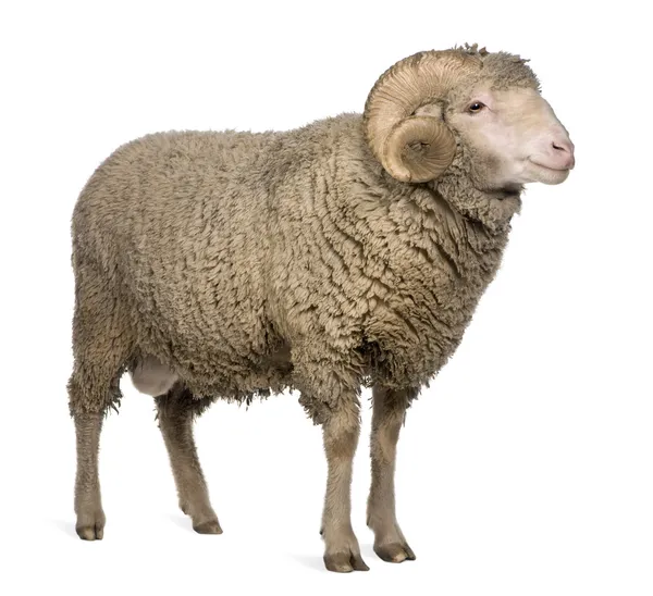 Овца Арль Мерино, баран, 3 года, стоит перед белым фоном — стоковое фото