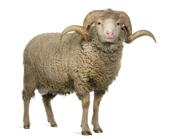 Arles merino schapen, ram, 3 jaar oud, staande voor de witte achtergrond — Stockfoto