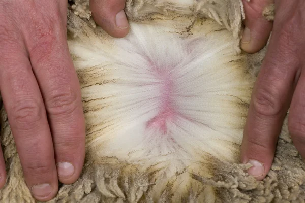 Close-up van de mens aan te raken arles merino schapenwol — Stockfoto