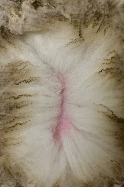 Close-up Arles Merino sheep wool — Stock Photo, Image