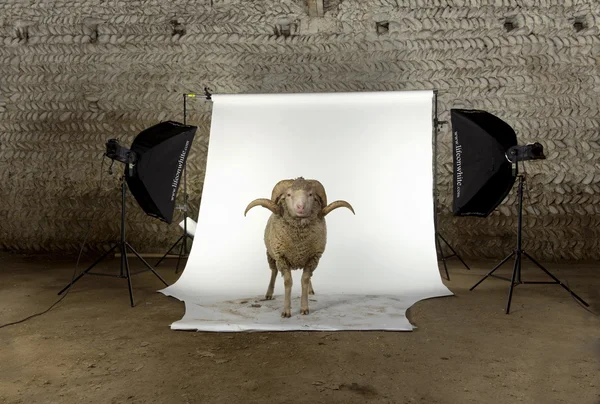 stock image Arles Merino sheep, ram, 3 years old, standing in photo shoot studio