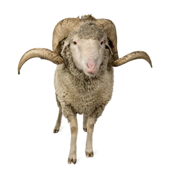 Arles ovce, Beran, 1 rok starý, stojící před bílá — Stock fotografie