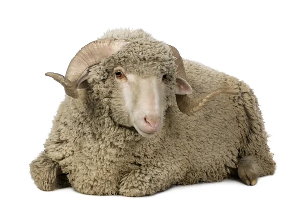 Arles Merino ovelhas, carneiro, 1 ano, sentado na frente do fundo branco — Fotografia de Stock