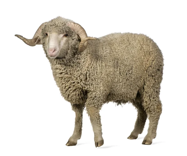 Овца Арль Мерино, баран, 1 год, стоит перед белым — стоковое фото