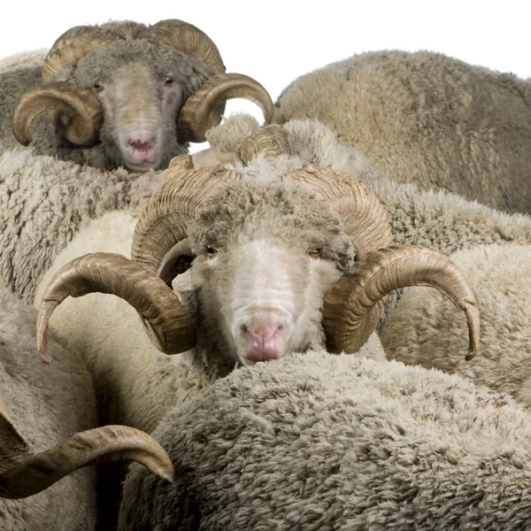 Herd of Arles Merino sheep, rams, in front of white background — Stock Photo, Image