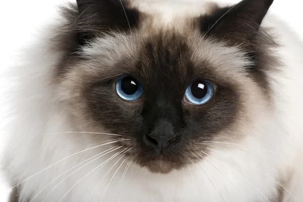 Close up of a Birman (2 years old) — Stock Photo, Image