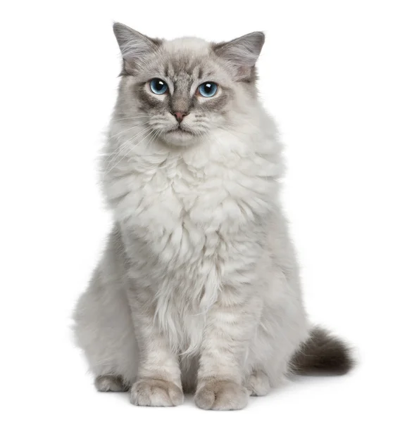 Ragdoll (6 months old) — Stock Photo, Image