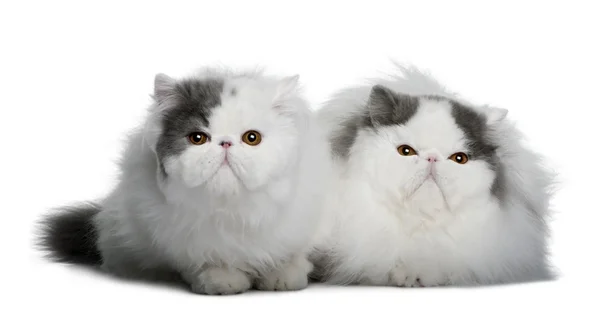 Two Persians (4 monhs old) — Stock Photo, Image