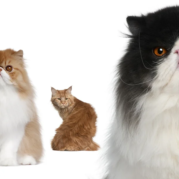 组的猫在白色背景前的肖像 — 图库照片