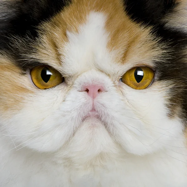Close up of a Persian (1 year old) — Stock Photo, Image