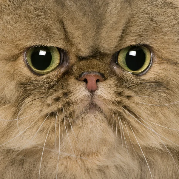 Close up of a Persian (2 years old) — Stock Photo, Image