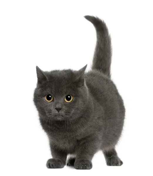 Chartreux (8 months old) — Stock Photo, Image