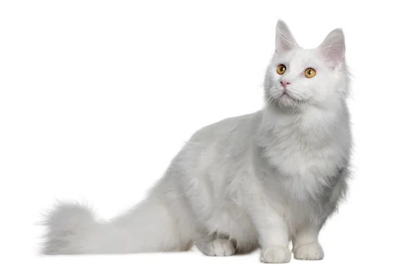 White maine coon (7 months old) ) — стоковое фото