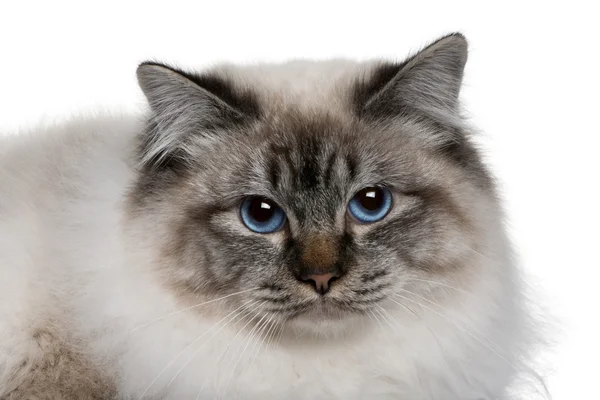 Close up of a Birman (8 months old) — Stock Photo, Image
