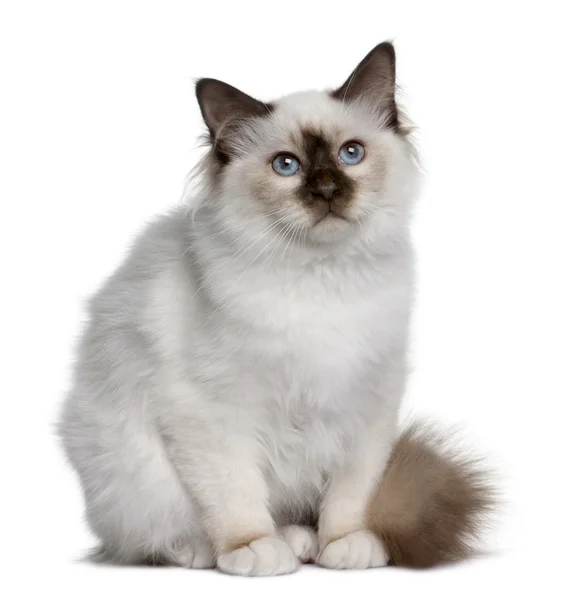 Britská krátkosrstá kotě (5 měsíců starý) — Stock fotografie