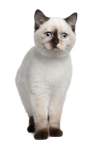 브리티시 쇼트헤어 고양이 (4 개월) — 스톡 사진