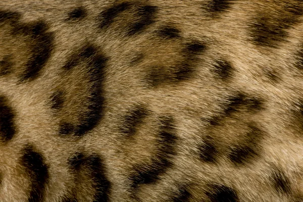 Hautnah auf dem Fell eines Bengals — Stockfoto