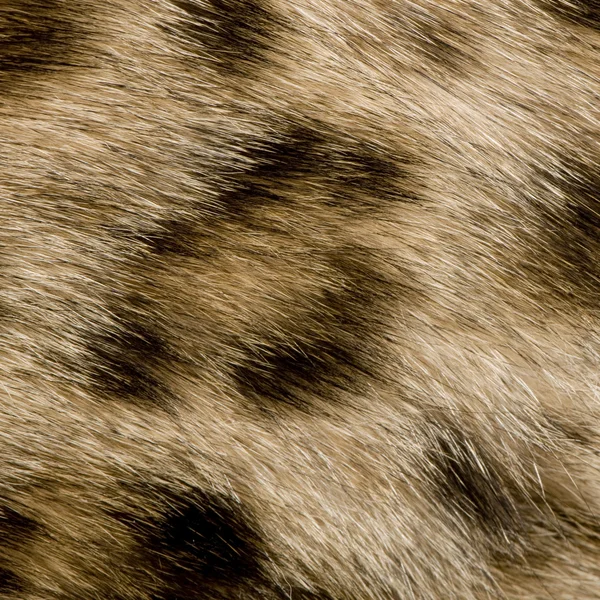 Κοντινό πλάνο για στη γούνα του ένα Βεγγάλη — Φωτογραφία Αρχείου