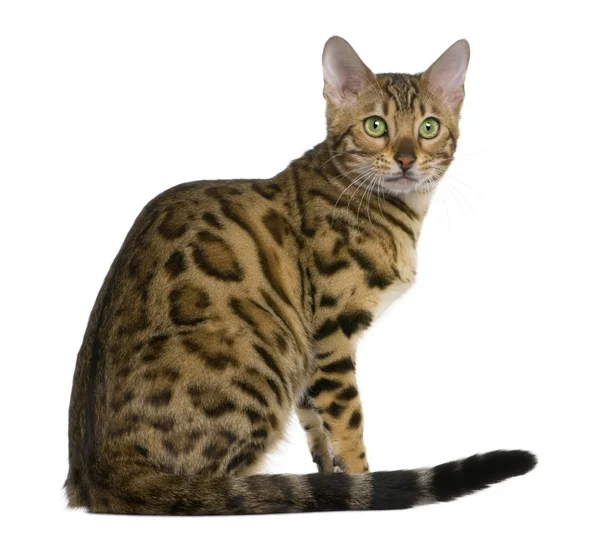 벵골 고양이 (7 개월) — 스톡 사진