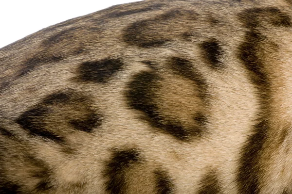 Fur of a Bengal — Stock Photo, Image