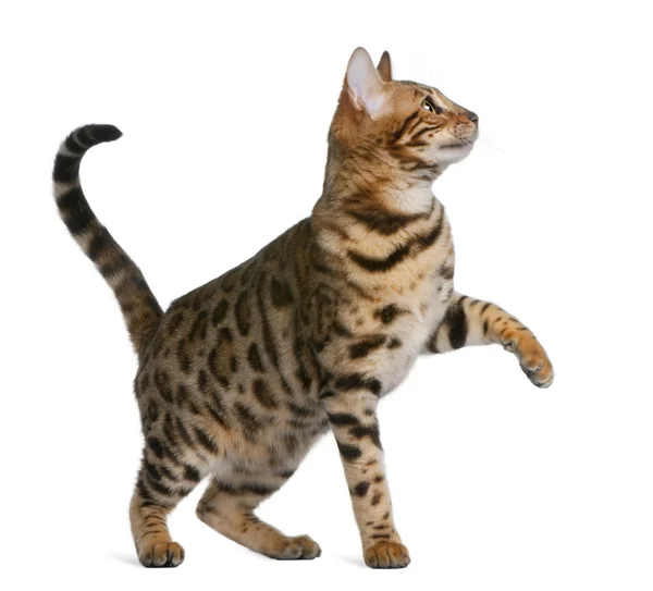 Bengáli cica (7 hónap) — Stock Fotó