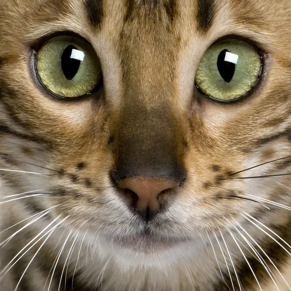 Закрыть глаза на бенгальского котенка (7 месяцев) ) — стоковое фото