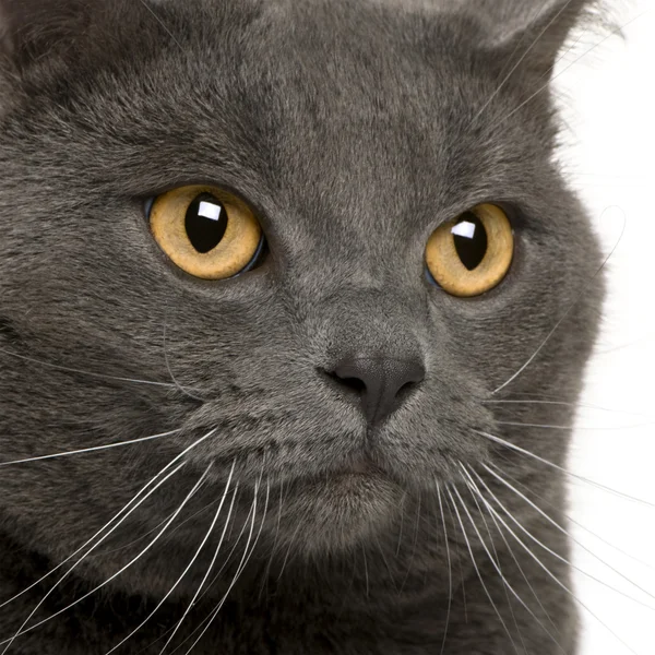 Close up of a Chartreux (3 years old) ) — стоковое фото