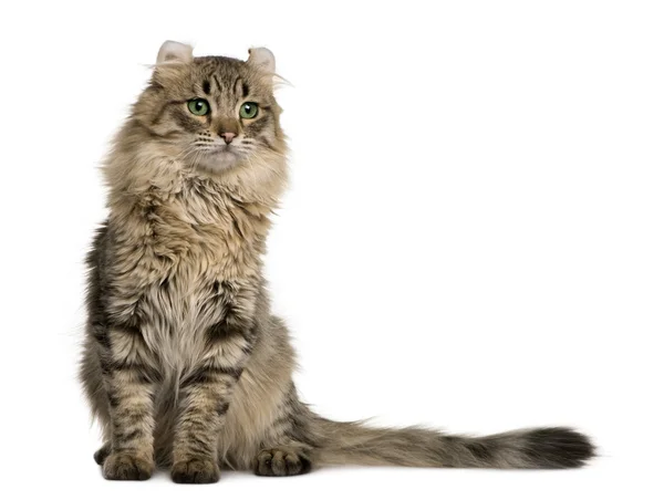 American Curl (8 months old) — Stock Photo, Image