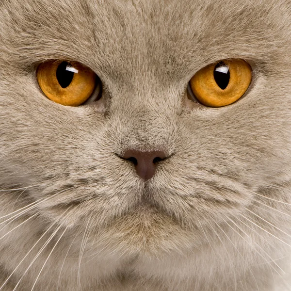 Close up of a british shorthair (4 years old) — Stock Photo, Image