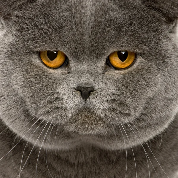 Close up of a british shorthair (2 years old) — Stock Photo, Image