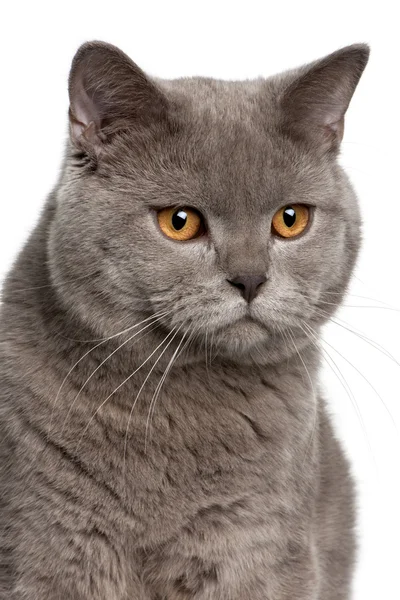 stock image Close up of a british shorthair (10 months old)