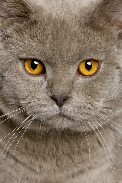 Close up of a British shorthair (10 months old ) — стоковое фото