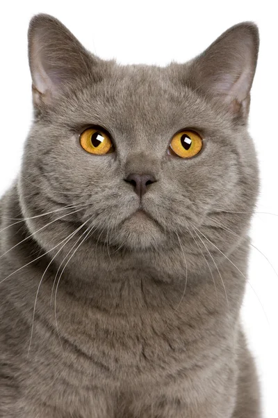 英国短毛猫 (10 个月大的特写) — 图库照片