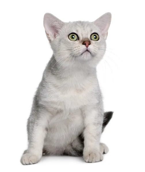 Asiatisches Kätzchen (4 Monate alt)) — Stockfoto