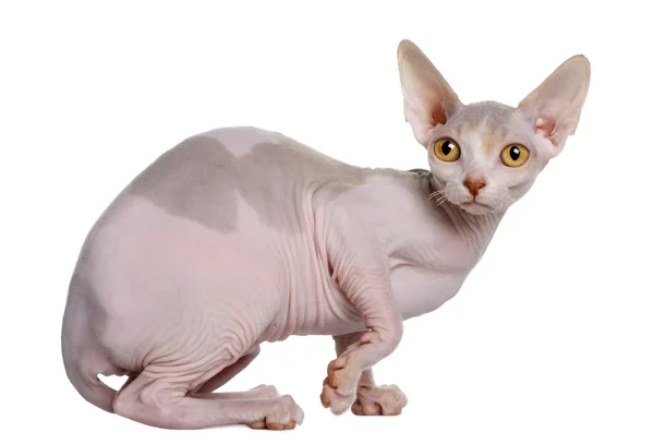 スフィンクス子猫 (5 か月古い) — ストック写真