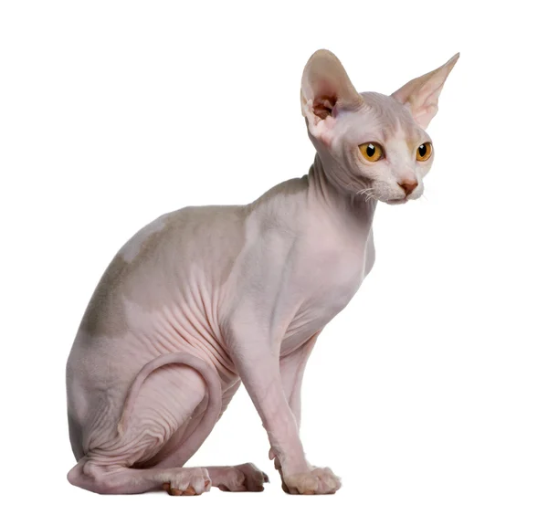 スフィンクス子猫 (5 か月古い) — ストック写真