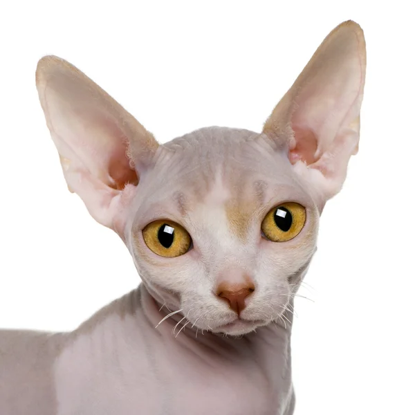 スフィンクス子猫 (5 ヶ月古いのクローズ アップ) — ストック写真