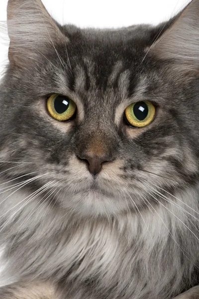 Close up of a Maine Coon (2 years old) — Stock Photo, Image