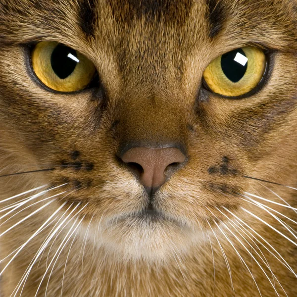 Close up of a Abyssinian (9 months old) — Stock Photo, Image
