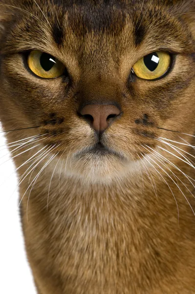 Close up of a Abyssinian (9 months old) — Stock Photo, Image