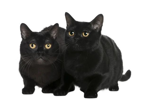 Bombay cat (10 months old) — Stock Photo, Image