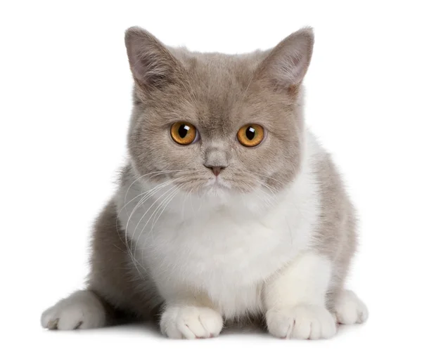Kot brytyjski krótkowłosy (3 miesiące) — Zdjęcie stockowe