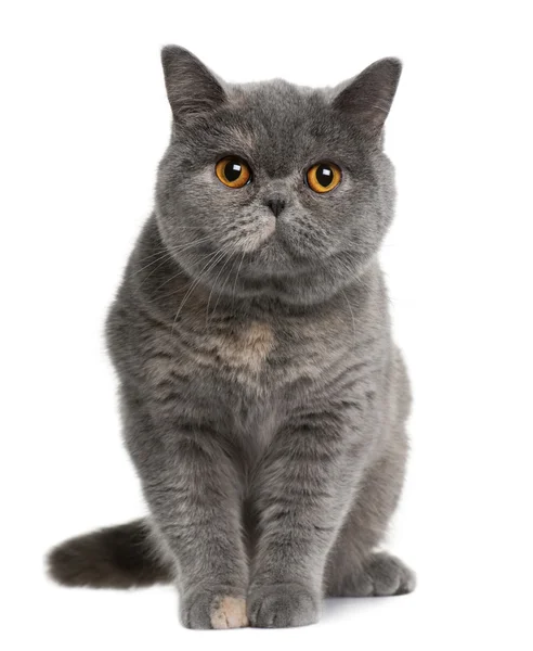 英国短毛猫 (15 个月大) — 图库照片