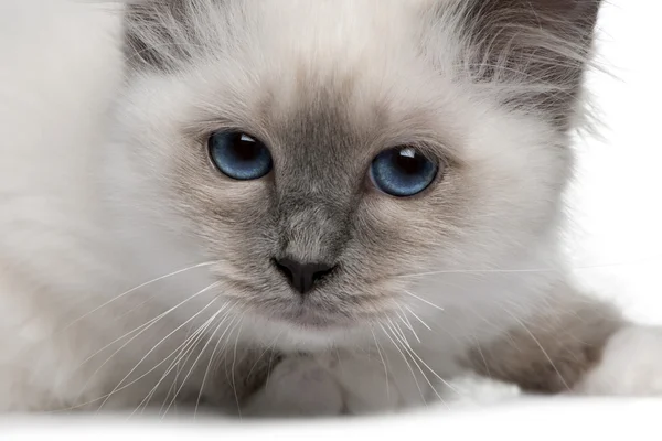 Крупним планом Бірманська кошеня — стокове фото