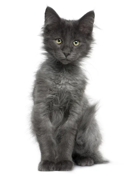 Norwegian Forest Cat kitten (4 miesiące) — Zdjęcie stockowe