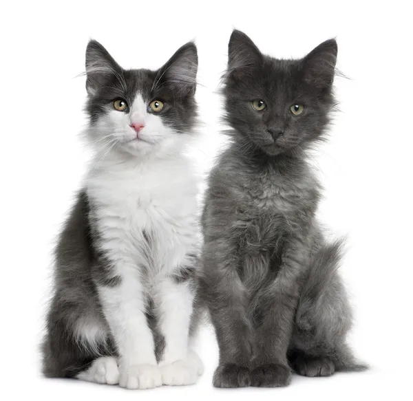 Dwóch kotek Norweski Las Kot (4 miesiące) — Zdjęcie stockowe