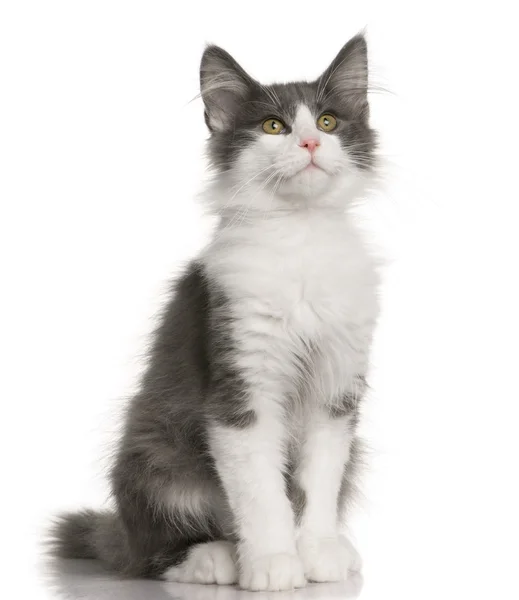Котенок по кличке Лесная кошка (4 месяца) ) — стоковое фото
