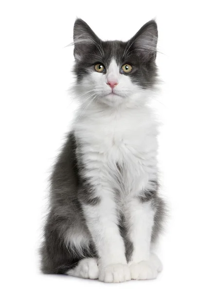 Norsk Skogkatt kattunge (4 månader gammal) — Stockfoto