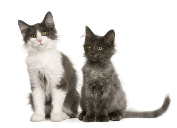 Two Norwegian Forest Cat kitten (4 months old) — Stock Photo, Image