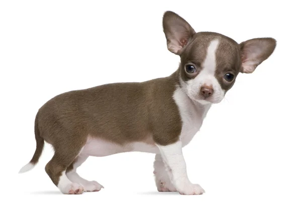 Chocolate and white Chihuahua puppy, 8 weeks old, standing in front of white background — Stock Photo, Image